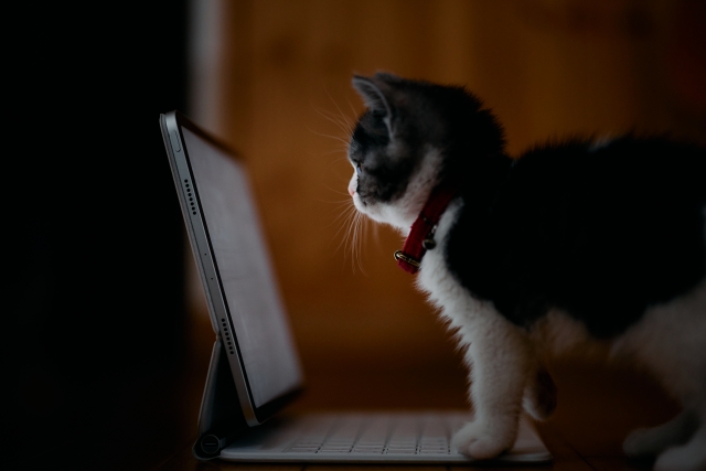 タブレットを見る猫